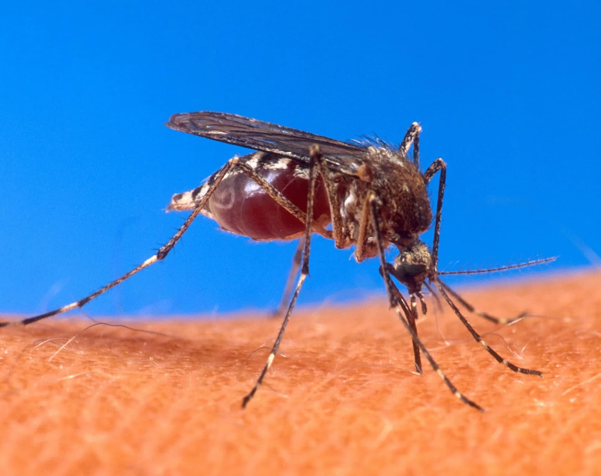 An Aedes mosquito biting human skin
