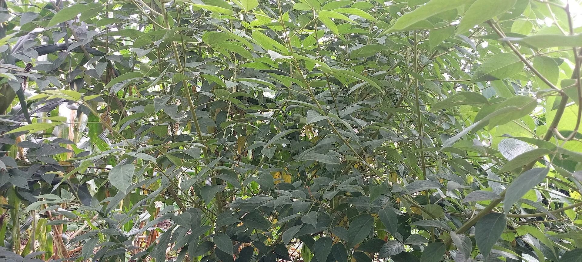 Green pigeon pea plants, the crop that produces tur dal, growing in a field