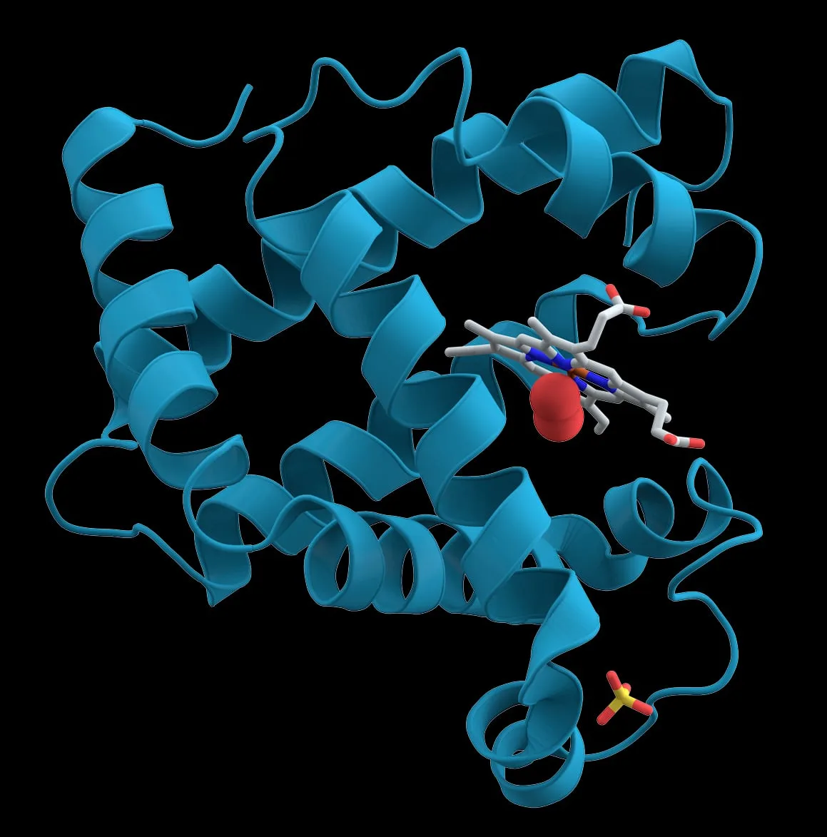 A 3D model of the protein myoglobin shown as a blue ribbon structure