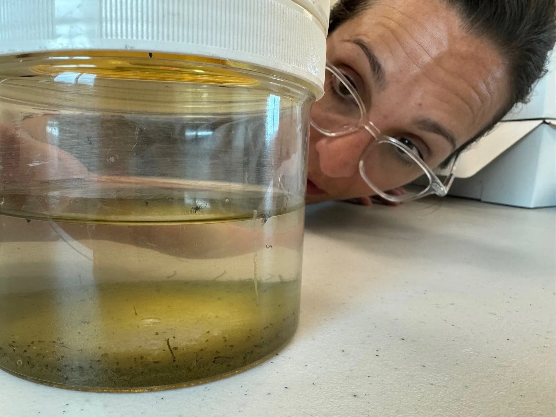 A container of water being checked for mosquito larvae
