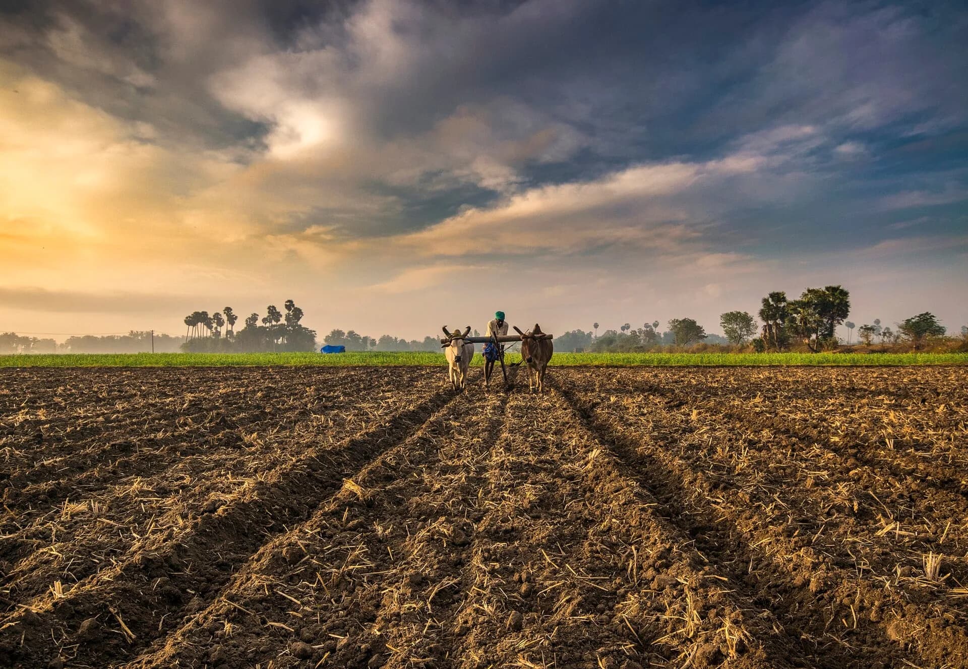 A ploughed field in rural India at sunset under a golden sky