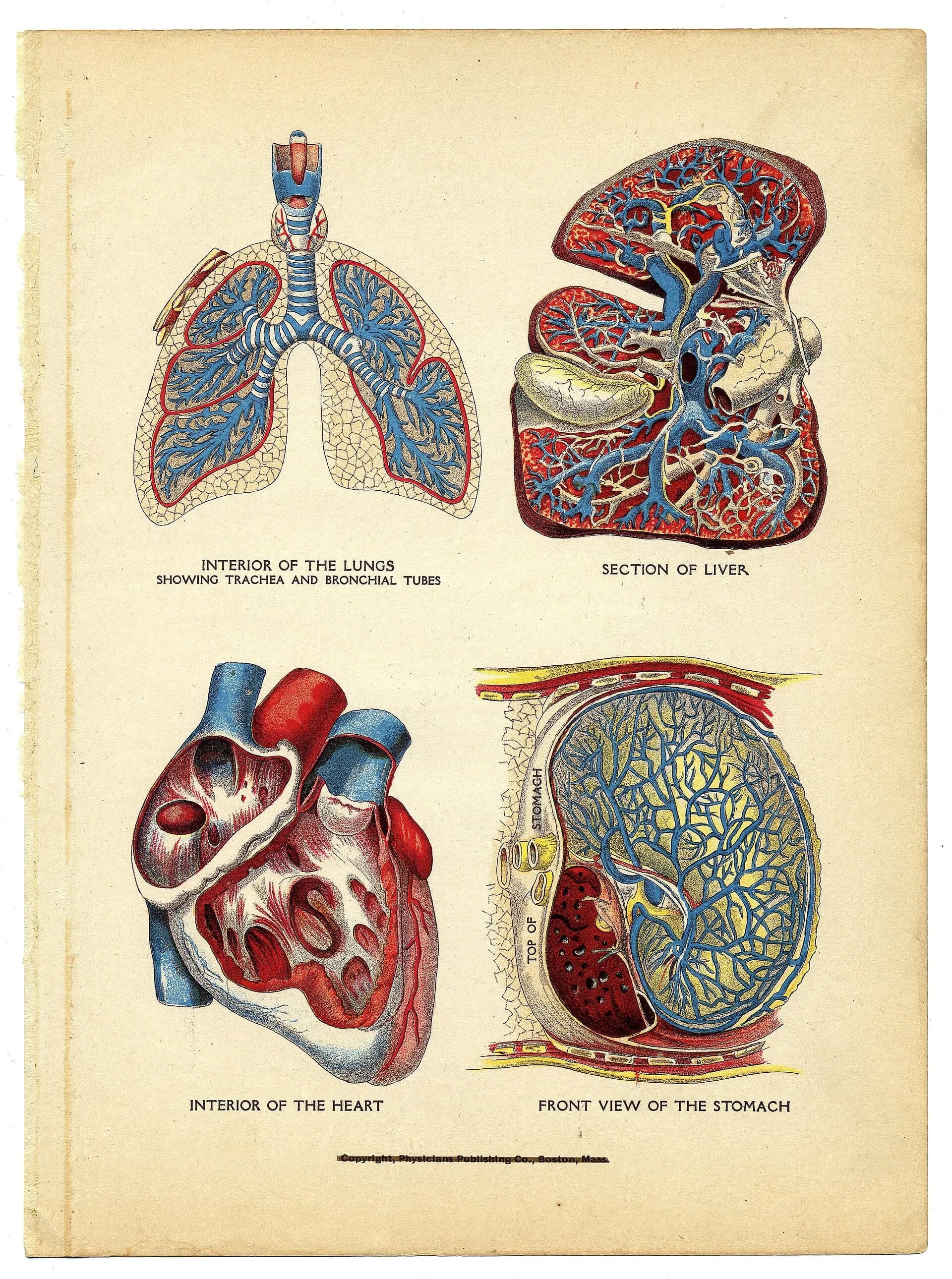 An old anatomical illustration of the human lungs and heart