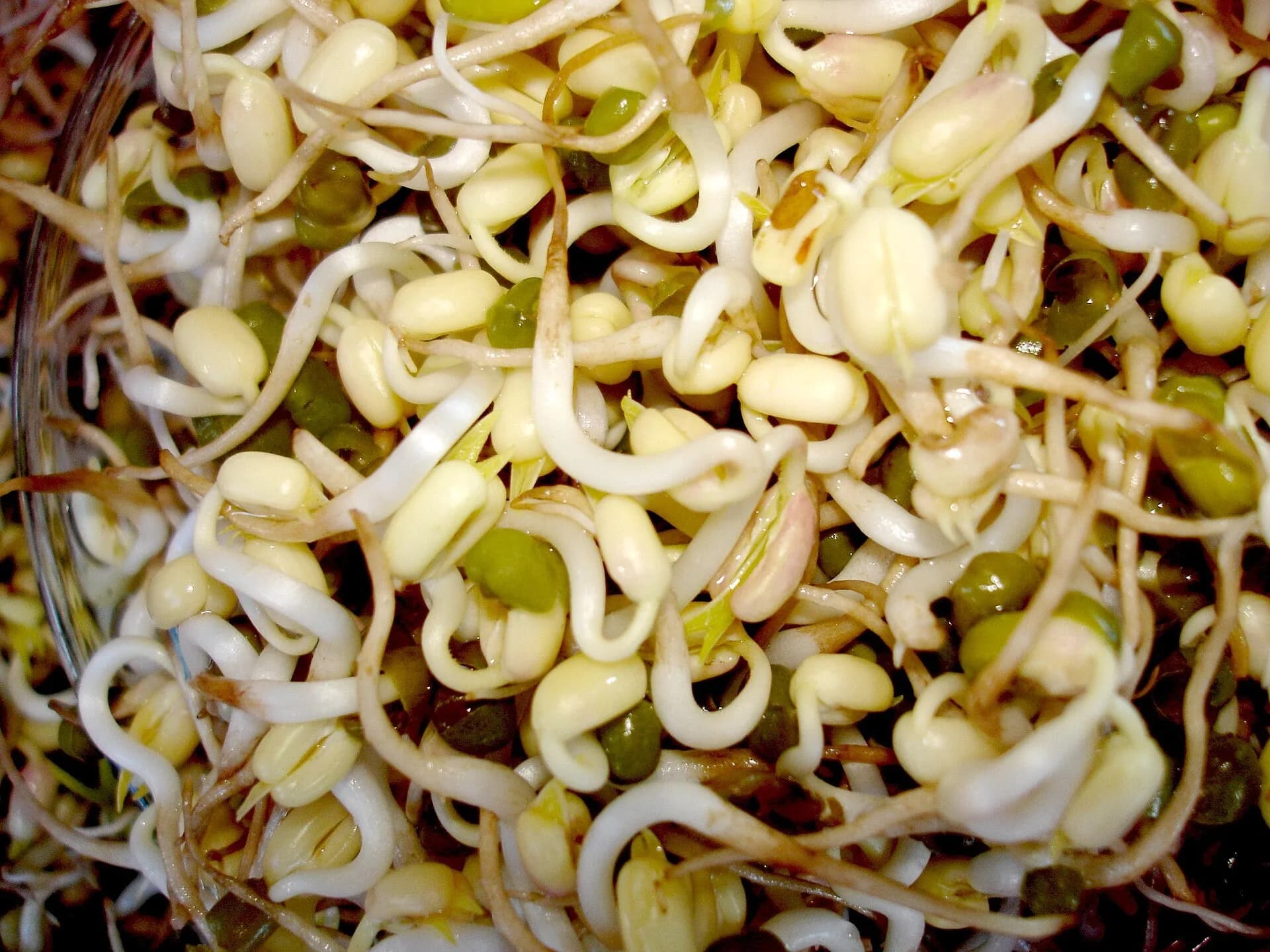 A close-up of freshly grown mung bean sprouts