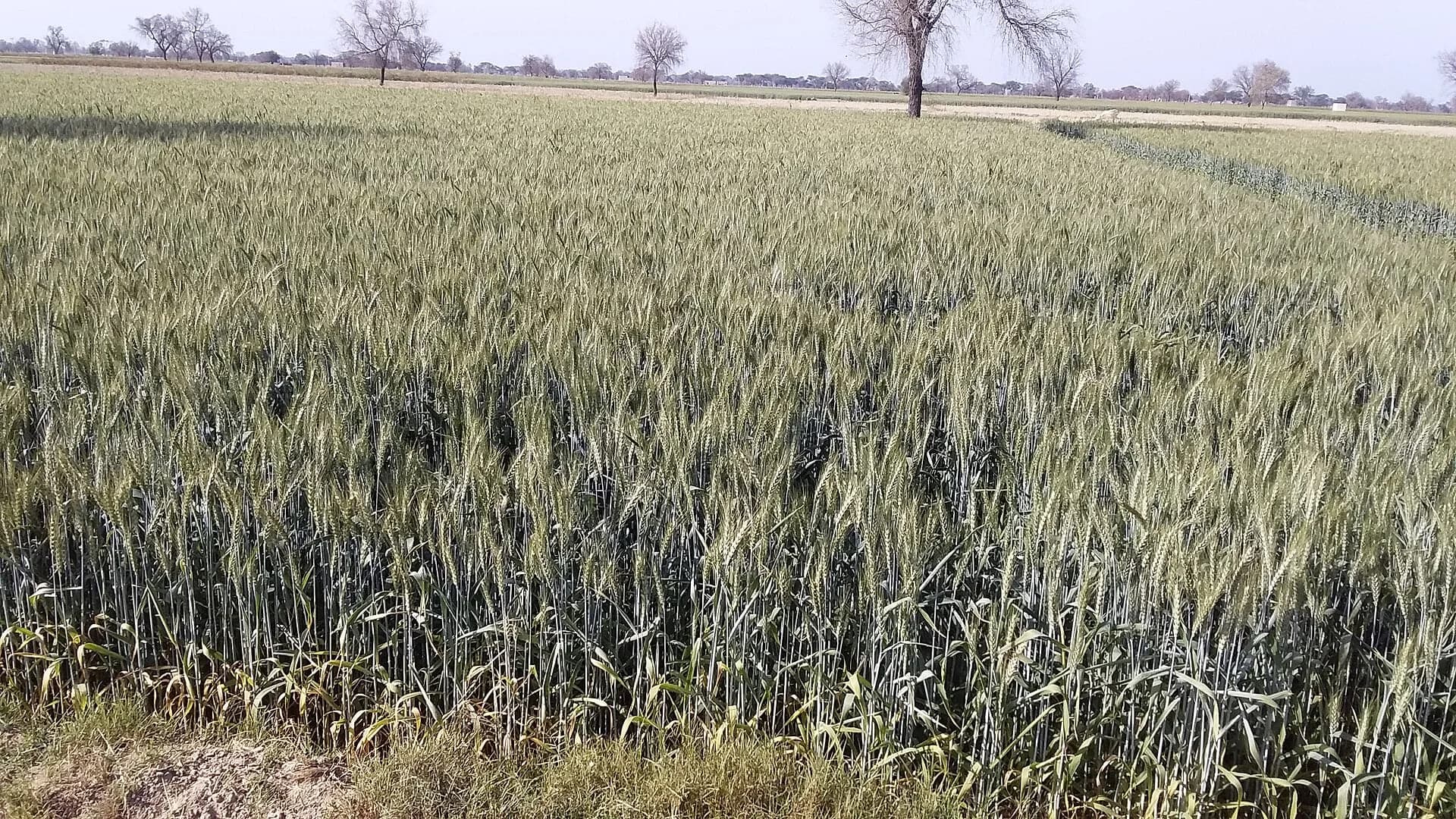A green wheat field in northern India