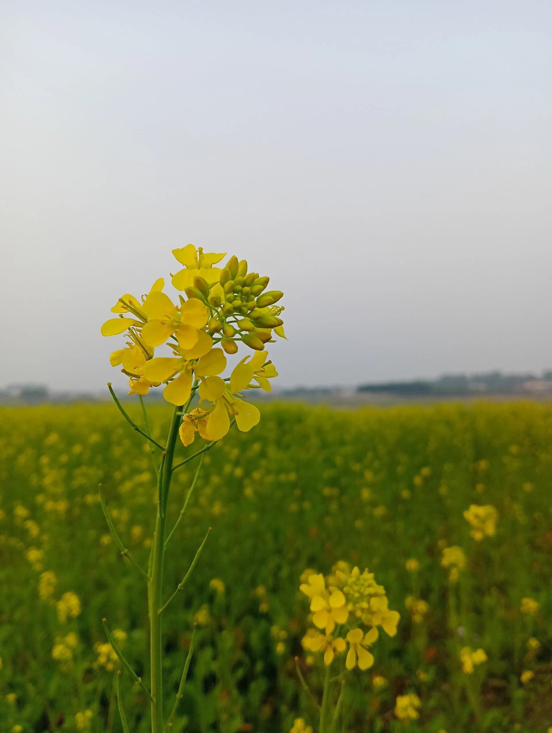 A yellow mustard flower in a field